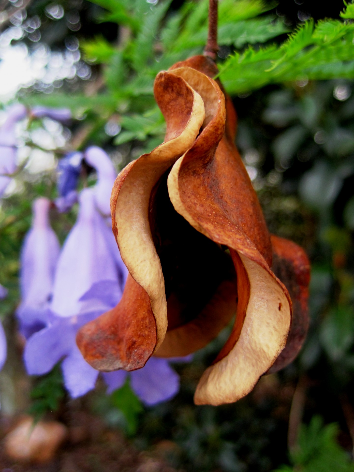 seed-pod-and-jacaranda-flowers-free-stock-photo-public-domain-pictures