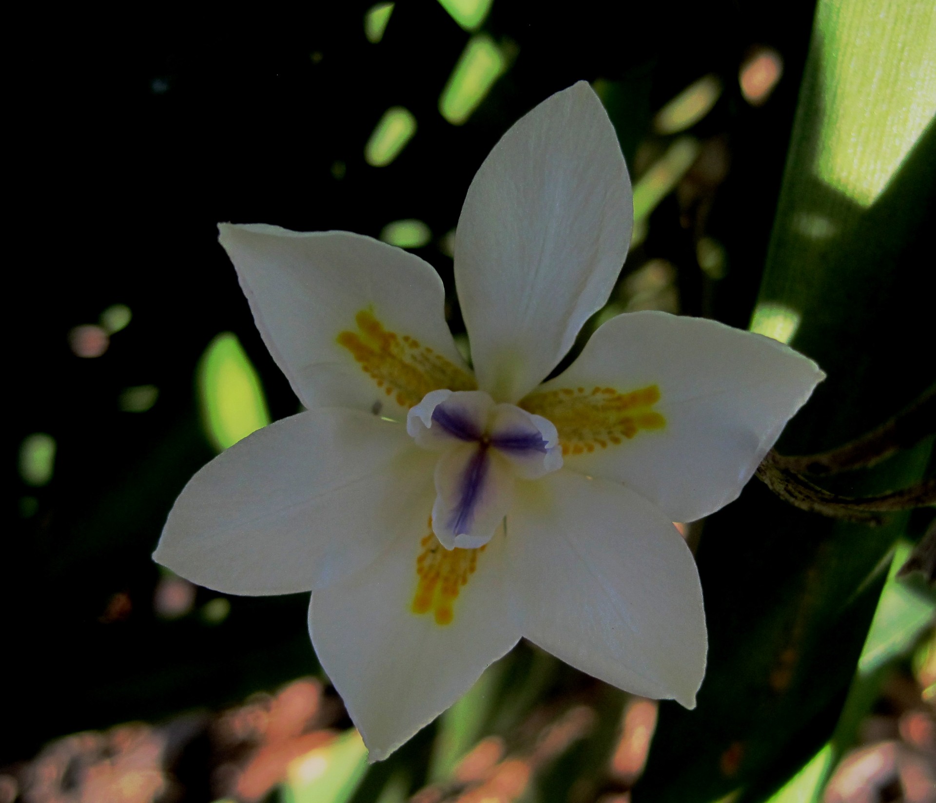 маленькая белая лилия