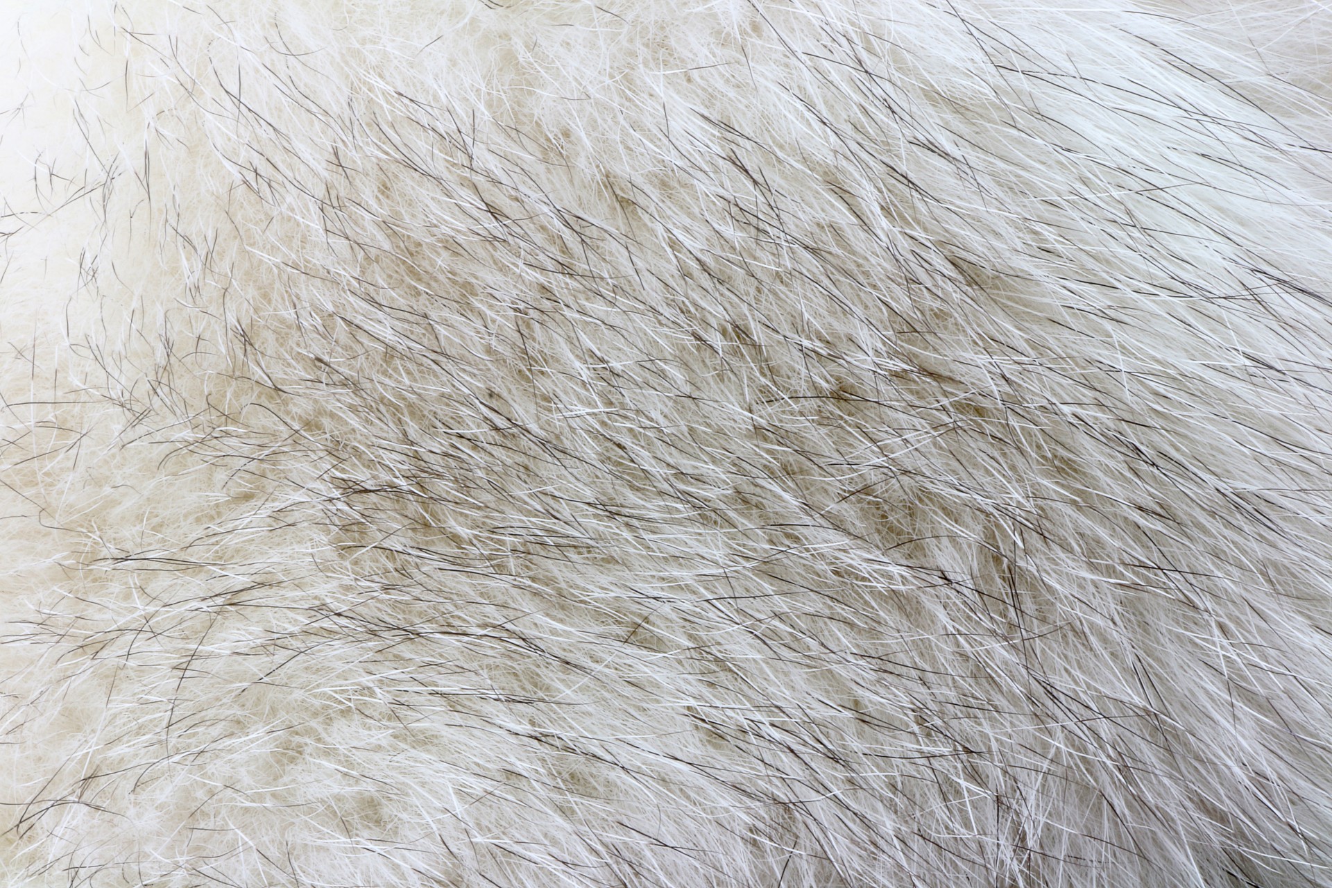 soft-fur-texture-1-free-stock-photo-public-domain-pictures