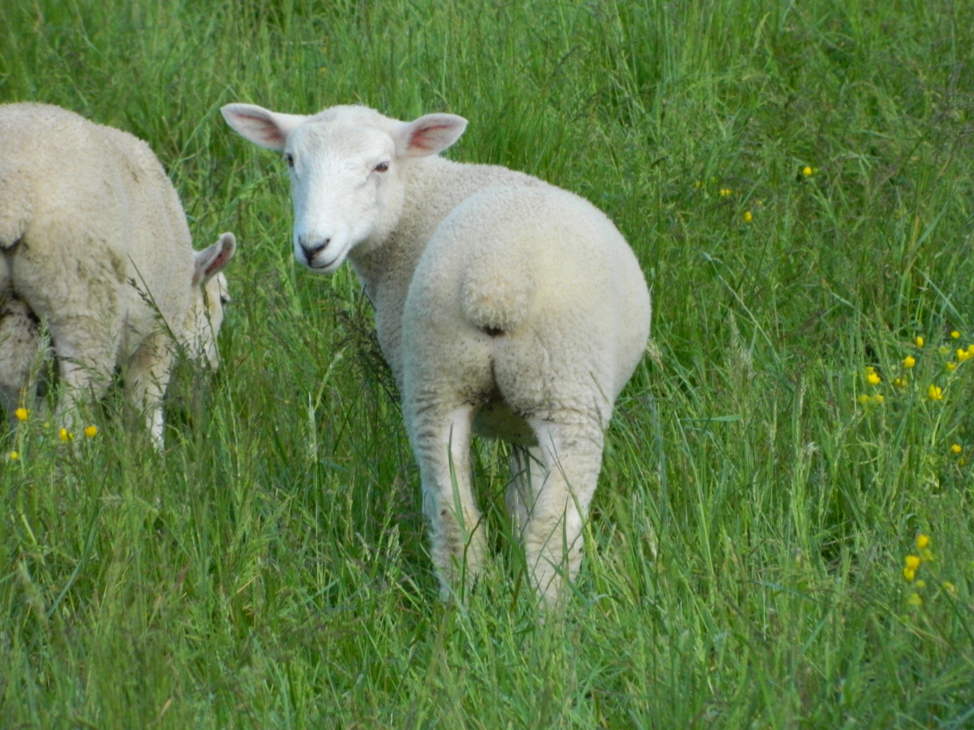 Весна Lamb