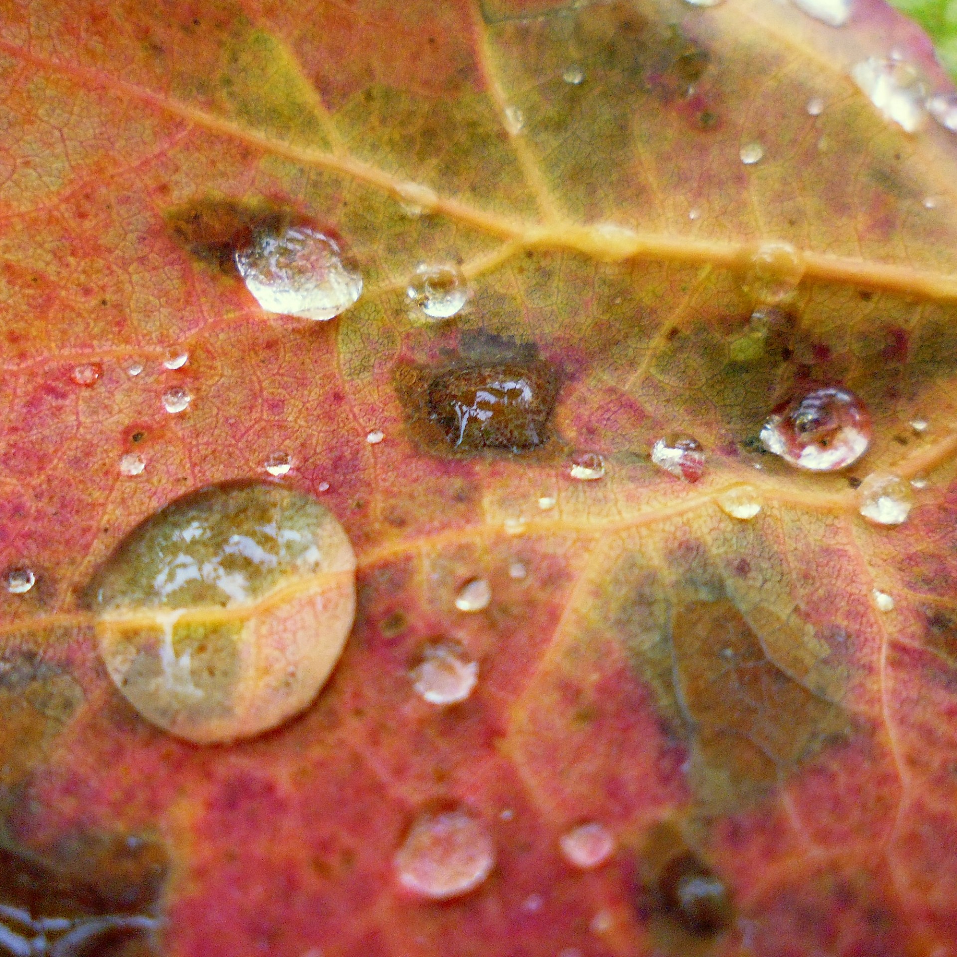 Капли воды на листья осенью