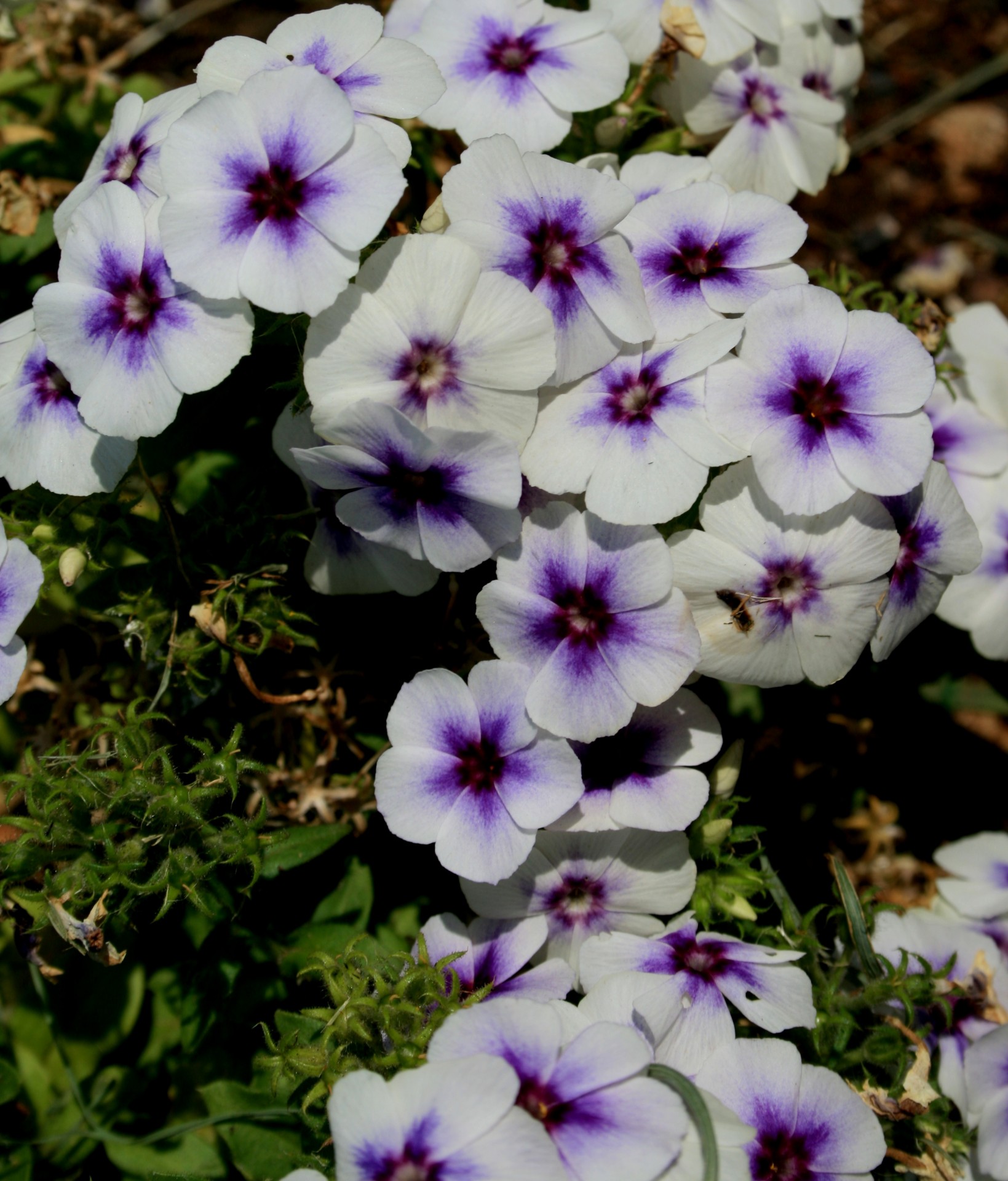белые и фиолетовые цветы флоксы