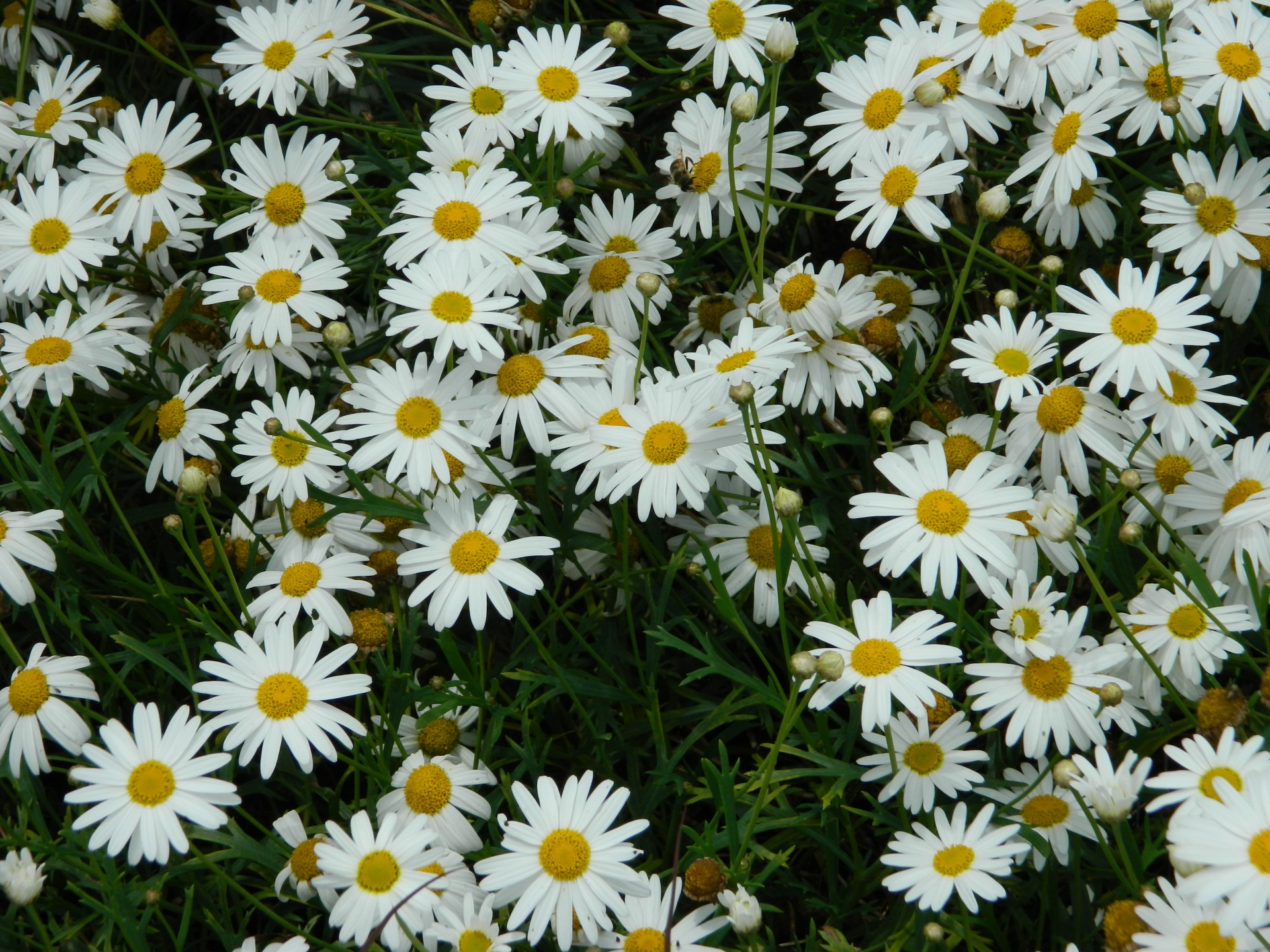 Белый Дэйзи цветы