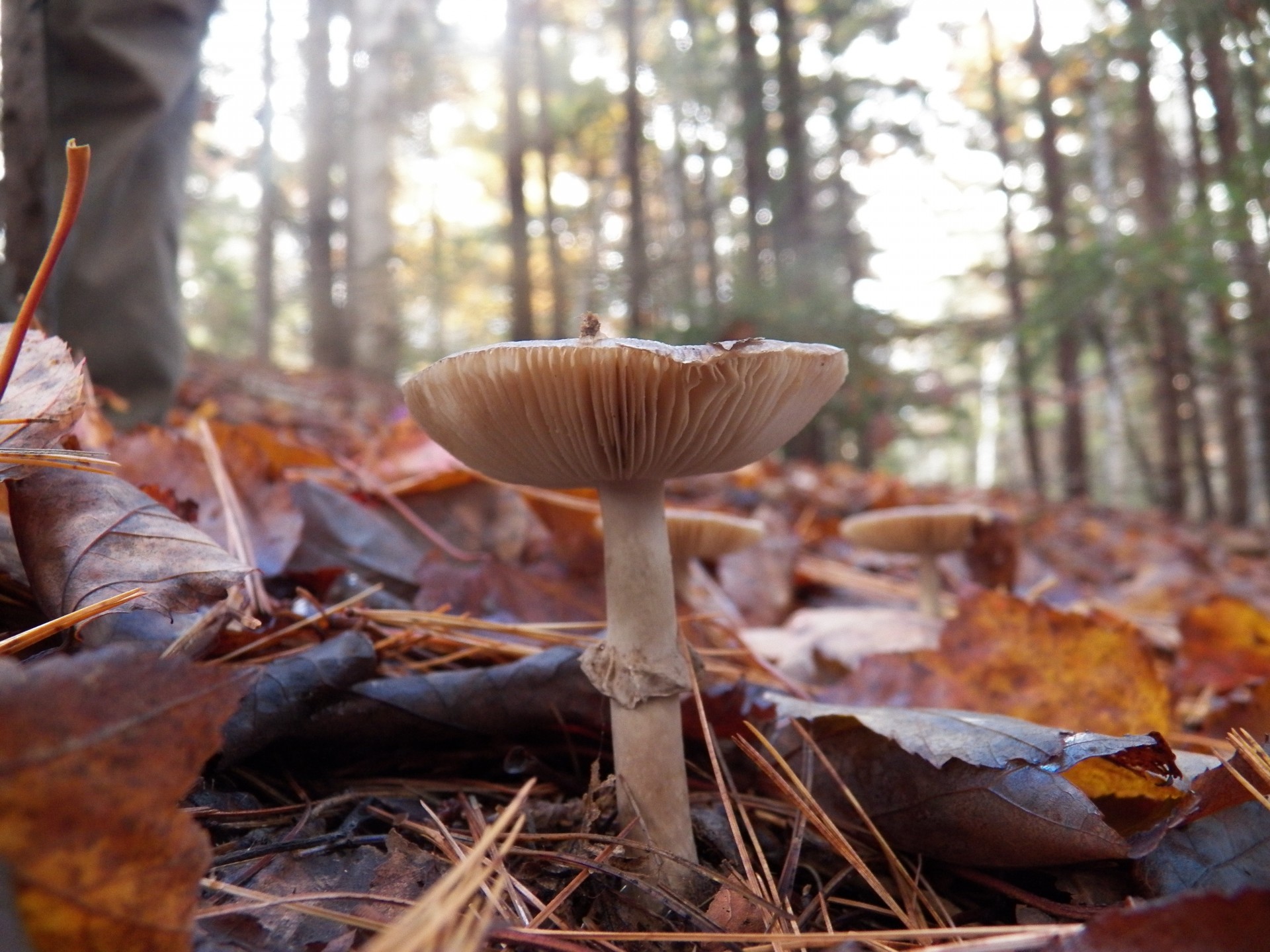 Лесных грибов