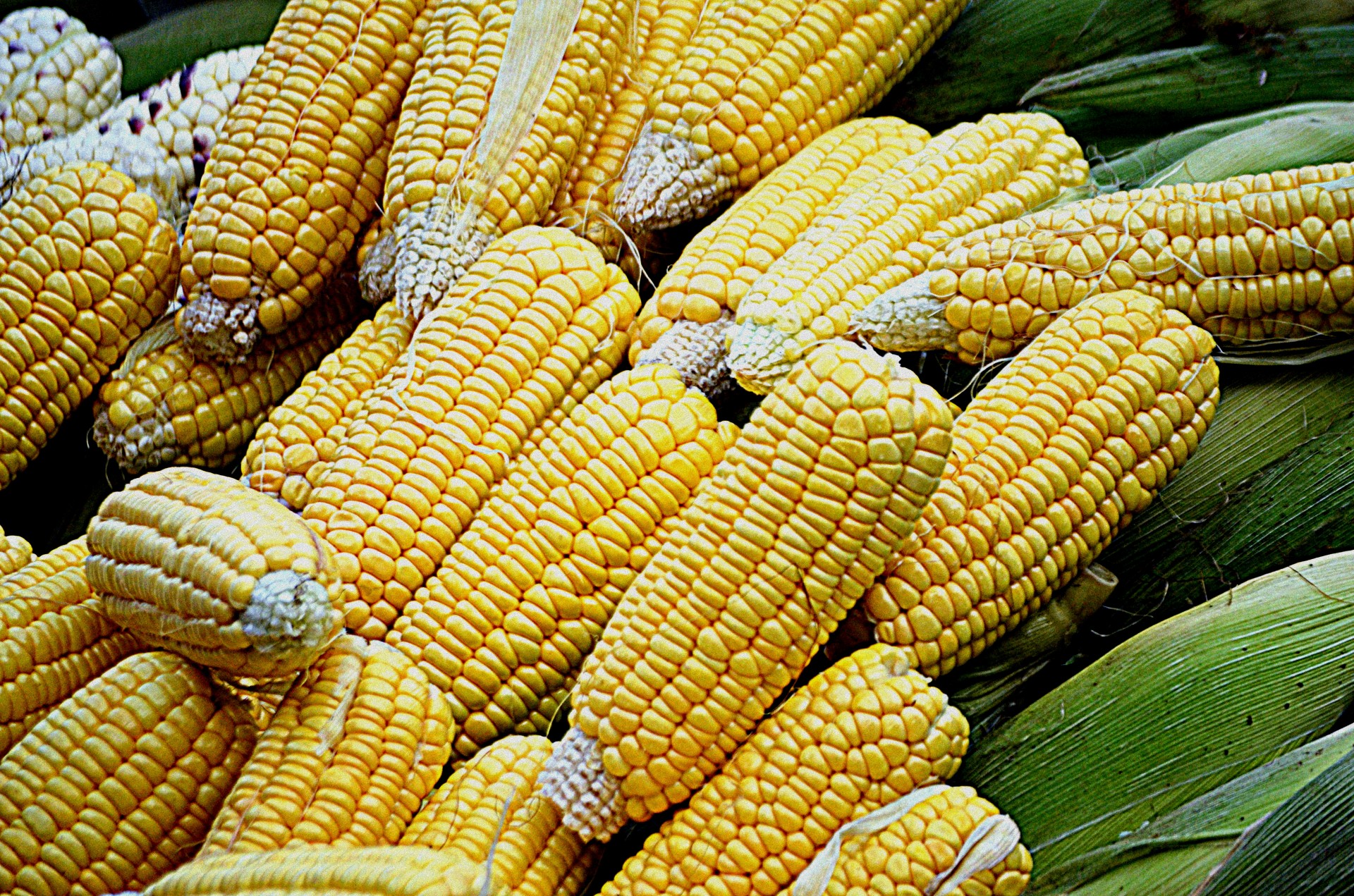 Yellow Corn Free Stock Photo - Public Domain Pictures