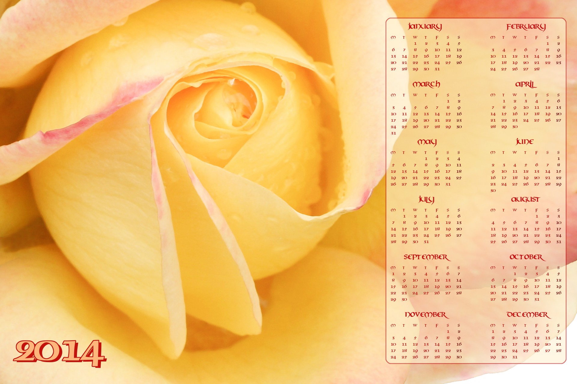 Желтая роза календаря 2014