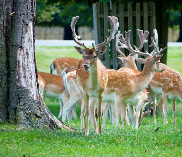 鹿の群れ 無料画像 Public Domain Pictures