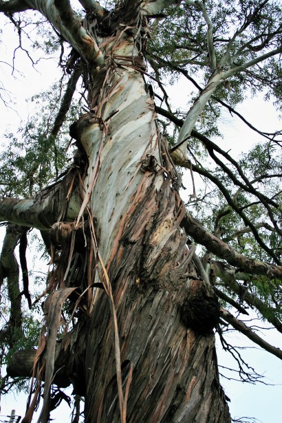 Tronco d'albero di eucalipto Immagine gratis - Public Domain Pictures