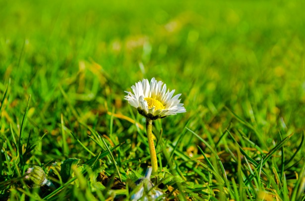 Flower In Green Grass Free Stock Photo - Public Domain Pictures