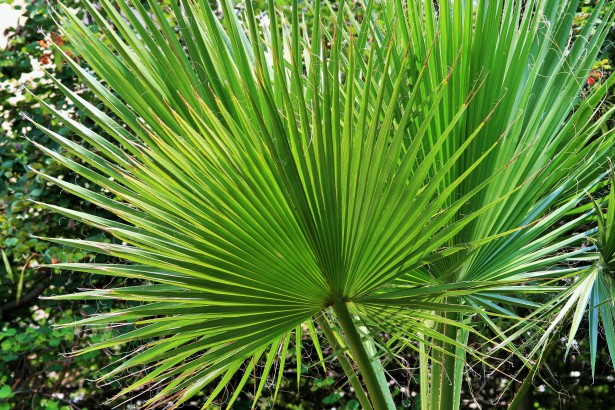 Leaves Of Fan Palm Free Stock Photo - Public Domain Pictures