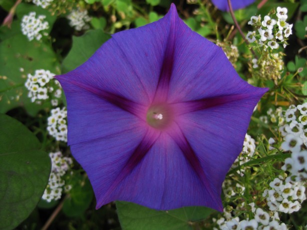 Morning Glory And White Flowers Free Stock Photo - Public Domain Pictures