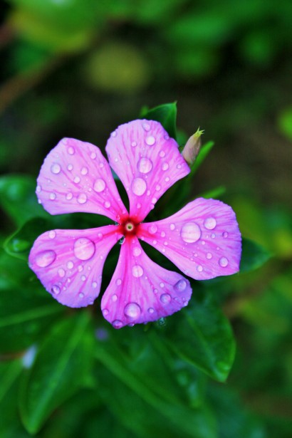 Pink Periwinkle With Waterdrops Free Stock Photo - Public Domain Pictures