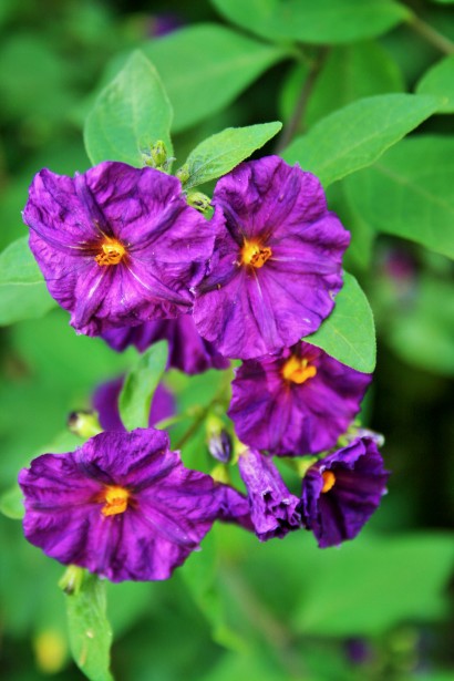 Purple Potato Bush Flowers Free Stock Photo - Public Domain Pictures