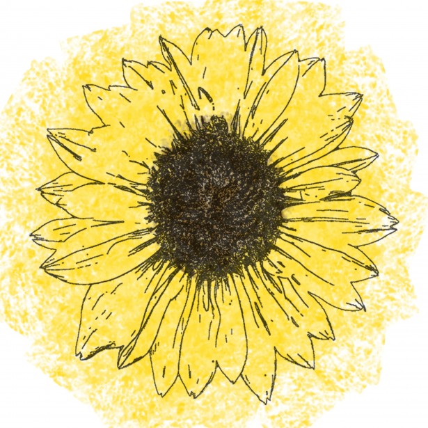 Sunflower Line Drawing Free Stock Photo Public Domain