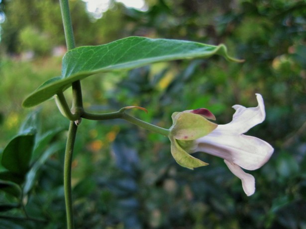白い花と雑草のつる 無料画像 Public Domain Pictures