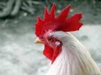 En Kyckling