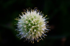 Allium flower bulb