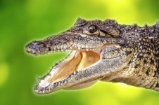 Animal - crocodile