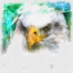 Bald Eagle Digital Painting