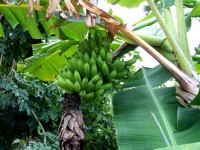 Banana copac