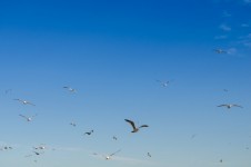 Birds and blue sky