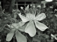 Black and white hypericum flower