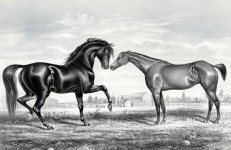Negru Stallion Horse