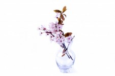 Blossoming branches in the vase