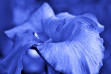 Fiore blu canna