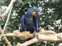 Blue Parrot přítele