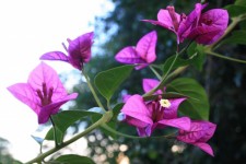 Bougainvillea strand with flowers