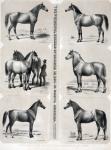 Breeds of Horse