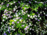 Brunfelsia genus shrub