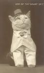 Ubrany w stylu vintage Zdjęcie kota