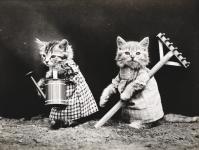 Kočka Oblečený Vintage foto
