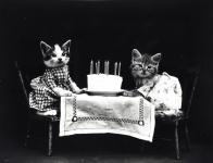 Katzen Dressed Vintage Photo
