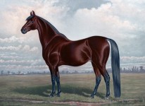 Chestnut Horse Målning (2)