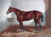 Pintura do cavalo da castanha