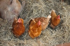 Kuřata ve stodole