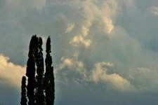 Cypress och mjuk himmel