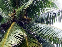 Nucă de cocos Palm Tree