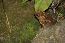 Costa Rica Crapaud de grenouille