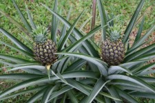 Costa Rica Pineapples