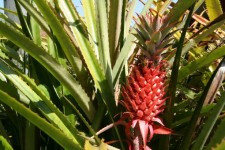 Costa Rica Red Pineapples
