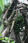 Costa Rica selvagem Bananas