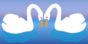 Couple swan