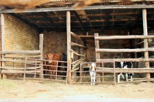 Corral de las vacas en la granja
