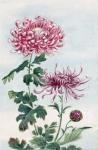 Chrysanthemumblommor japansk konst
