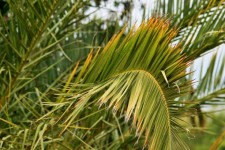 Frunze de palmier curbat