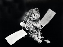 Aranyos Cat vintage fotó